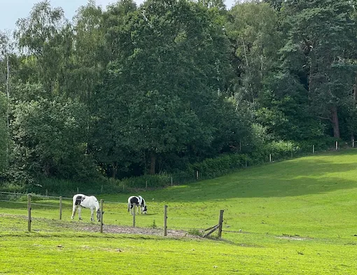 horse grazing at hewshott farm stables