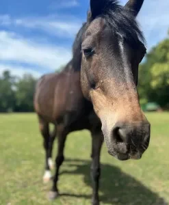 Pony Mac