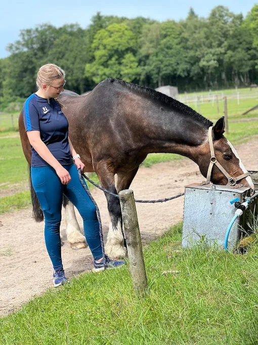 horse work experience placements