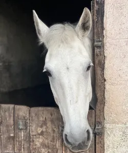 Rosie