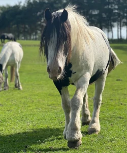 Pony Trigger