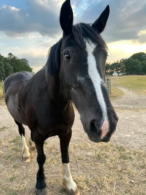 Black jack