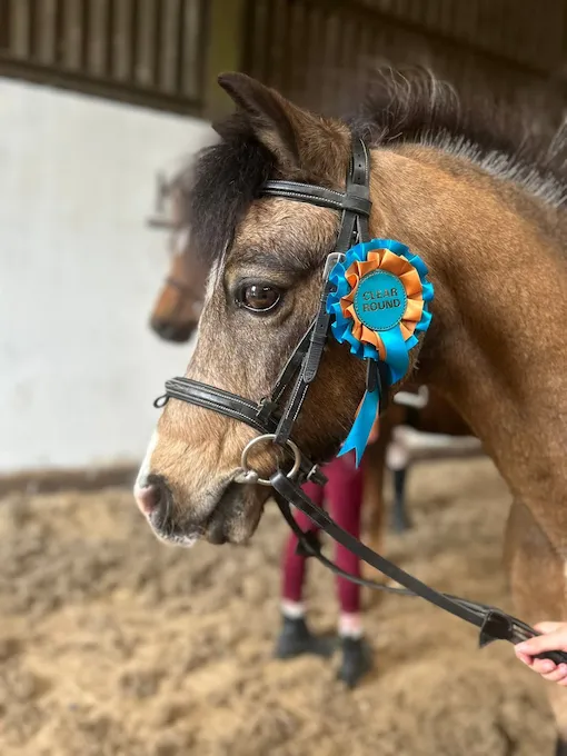summer pony club events