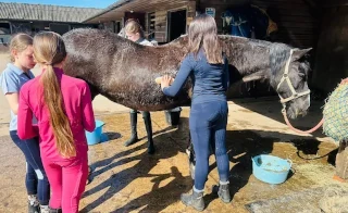 pony experience
